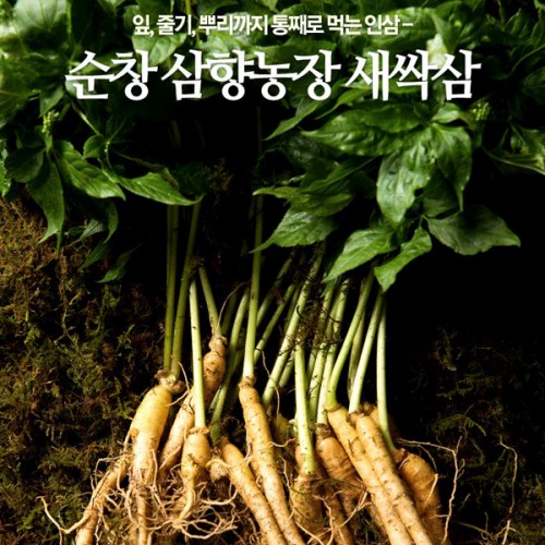 [삼향농장] 새싹삼 3년근 특품 20뿌리