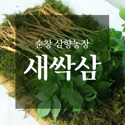 삼향농장 새싹삼 소 30뿌리